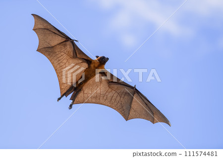 Flying Fox on Maldives island. Fruit bat flying. Gray-headed Flying Fox (Pteropus poliocephalus). Flying Fox on Maldives island. Fruit bat flying. Gray-headed Flying Fox (Pteropus poliocephalus). 111574481