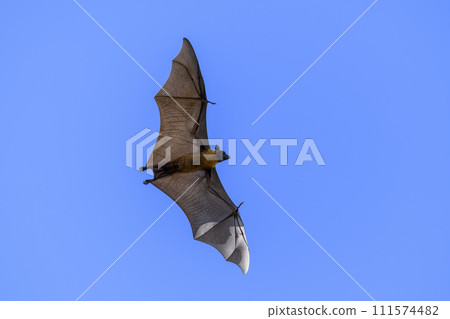 Flying Fox on Maldives island. Fruit bat flying. Gray-headed Flying Fox (Pteropus poliocephalus). Flying Fox on Maldives island. Fruit bat flying. Gray-headed Flying Fox (Pteropus poliocephalus). 111574482