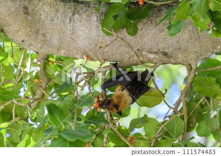 Flying Fox on Maldives island. Fruit bat flying. Gray-headed Flying Fox (Pteropus poliocephalus). 111574483