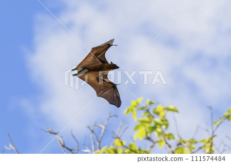 Flying Fox on Maldives island. Fruit bat flying. Gray-headed Flying Fox (Pteropus poliocephalus). 111574484