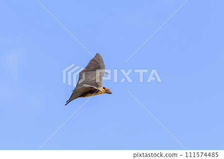 Flying Fox on Maldives island. Fruit bat flying. Gray-headed Flying Fox (Pteropus poliocephalus). 111574485