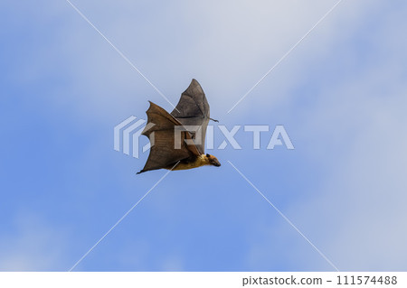 Flying Fox on Maldives island. Fruit bat flying. Gray-headed Flying Fox (Pteropus poliocephalus). Flying Fox on Maldives island. Fruit bat flying. Gray-headed Flying Fox (Pteropus poliocephalus). 111574488