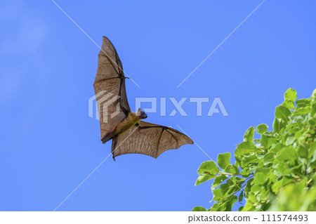 Flying Fox on Maldives island. Fruit bat flying. Gray-headed Flying Fox (Pteropus poliocephalus). Flying Fox on Maldives island. Fruit bat flying. Gray-headed Flying Fox (Pteropus poliocephalus). 111574493