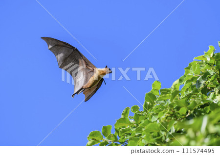 Flying Fox on Maldives island. Fruit bat flying. Gray-headed Flying Fox (Pteropus poliocephalus). Flying Fox on Maldives island. Fruit bat flying. Gray-headed Flying Fox (Pteropus poliocephalus). 111574495