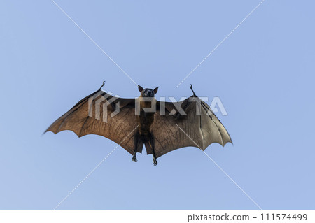 Flying Fox on Maldives island. Fruit bat flying. Gray-headed Flying Fox (Pteropus poliocephalus). 111574499