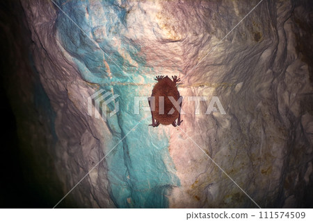 Bats as inhabitants of caves and dungeons. Bats as inhabitants of caves and dungeons. 111574509