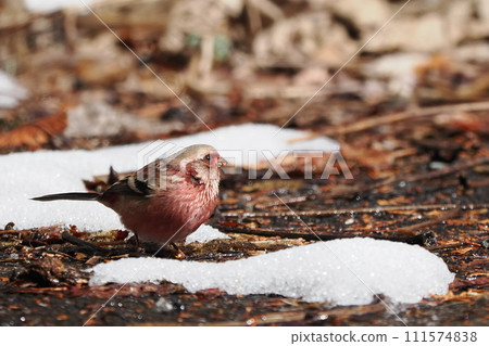 Benimasico男 111574838