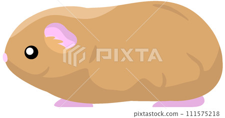 teddy guinea pig teddy guinea pig 111575218