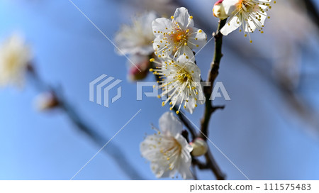 white plum blossom 111575483