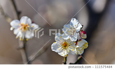 white plum blossom 111575484