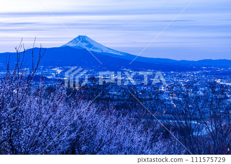 (靜岡縣)從日守山眺望三島市和富士山的夜景,白梅盛開 (靜岡縣)從日守山眺望三島市和富士山的夜景,白梅盛開 111575729