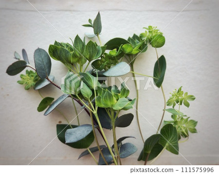 plants placed on old paper 111575996