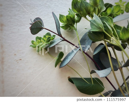 plants placed on old paper 111575997