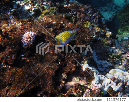 Rainbow fish pecking at rocks at Nakanoshima Beach 111576177