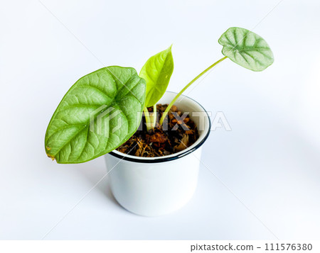 Alocasia Silver dragon on white backround Alocasia Silver dragon on white backround 111576380