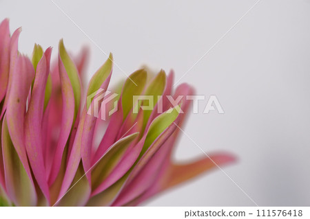 Gerbera petals Gerbera petals 111576418