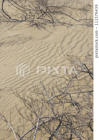 Tottori Sand Dunes and dune plants in winter Tottori Prefecture Tottori Sand Dunes Tottori Sand Dunes and dune plants in winter Tottori Prefecture Tottori Sand Dunes 111576439
