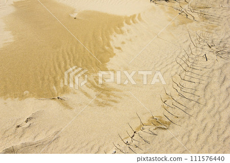 Tottori Sand Dunes and dune plants in winter Tottori Prefecture Tottori Sand Dunes Tottori Sand Dunes and dune plants in winter Tottori Prefecture Tottori Sand Dunes 111576440