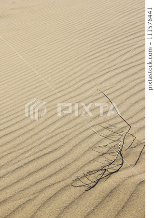 Tottori Sand Dunes and dune plants in winter Tottori Prefecture Tottori Sand Dunes Tottori Sand Dunes and dune plants in winter Tottori Prefecture Tottori Sand Dunes 111576441