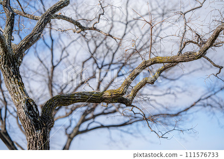 winter tree with fallen leaves winter tree with fallen leaves 111576733