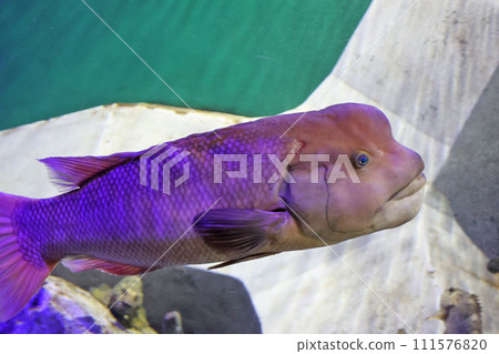 亞洲羊頭瀨魚 111576820