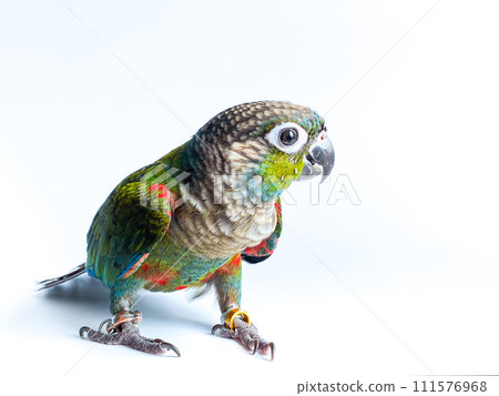 Crimson bellied conure parrot in the white background Crimson bellied conure parrot in the white background 111576968