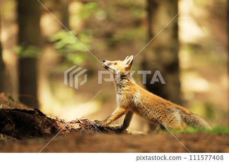 Little cube of red fox looking up - Vulpes vulpes Little cube of red fox looking up - Vulpes vulpes 111577408