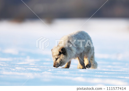 Polar fox in habitat, winter landscape, Svalbard, Norway. Beautiful animal sniffing  in snow.  Vulpes lagopus 111577414