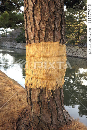 小牧松螟蟲害防治 111577646