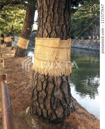 Komomaki pine borer pest control 111577647