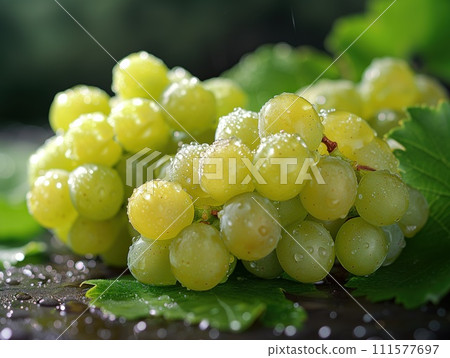 bunches of green grapes close up 111577697