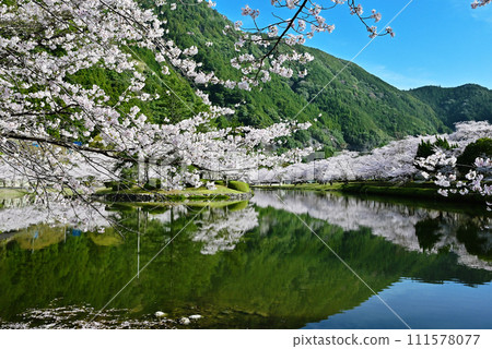 櫻花盛開的村莊，成排的櫻花樹和下北山運動公園，奈良著名的賞櫻勝地，吉野熊野國立公園，櫻花倒映在水面上 111578077