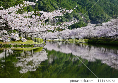 A village where cherry blossoms bloom, rows of cherry blossom trees and Shimokitayama Sports Park, famous cherry blossom viewing spot in Nara, Yoshino-Kumano National Park, cherry blossoms reflected on the water surface 111578078