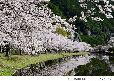 櫻花盛開的村莊，成排的櫻花樹和下北山運動公園，奈良著名的賞櫻勝地，吉野熊野國立公園，櫻花倒映在水面上 111578079