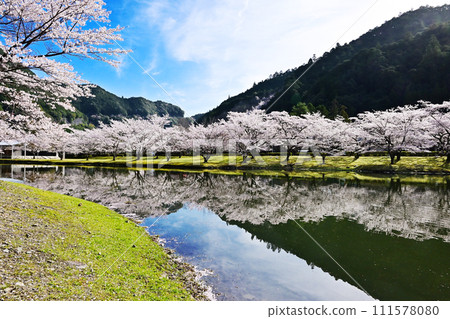 A village where cherry blossoms bloom, rows of cherry blossom trees and Shimokitayama Sports Park, famous cherry blossom viewing spot in Nara, Yoshino-Kumano National Park, cherry blossoms reflected on the water surface 111578080