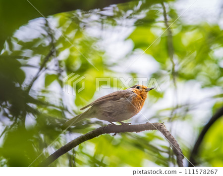European Robin, Erithacus rubecula, song bird sits on tree in the spring forest or park European Robin, Erithacus rubecula, song bird sits on tree in the spring forest or park 111578267