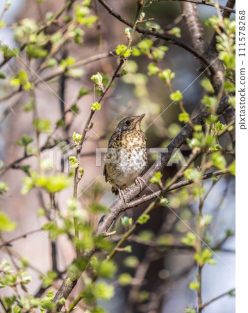 A fieldfare chick, Turdus pilaris, has left the nest and is sitting on a branch. A chick of fieldfare sitting and waiting for a parent on a branch. A fieldfare chick, Turdus pilaris, has left the nest and is sitting on a branch. A chick of fieldfare sitting and waiting for a parent on a branch. 111578268