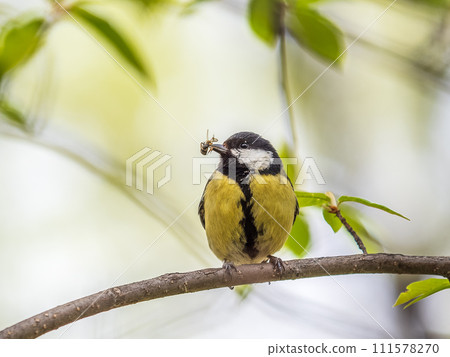 Great Tit sitting in a hedge with flys in its beak 111578270