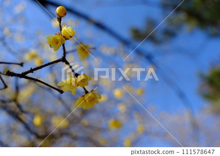 早春的柔白花開 111578647