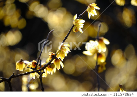 Roubai flowers blooming in early spring 111578684