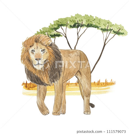 Watercolor composition with lion in savannah. Tropical design. 111579073