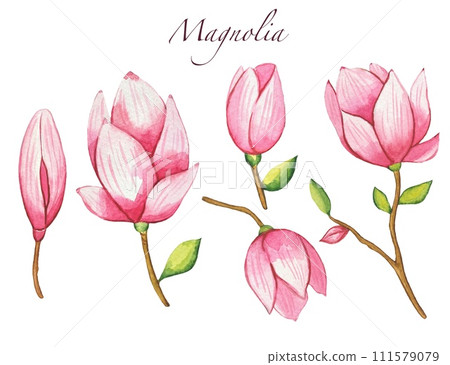 Set with blooming pink magnolia, watercolor 111579079