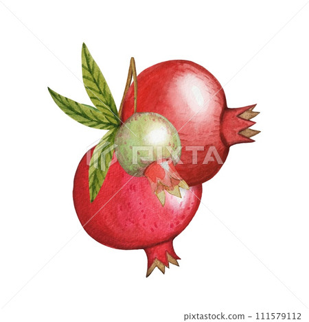 Hand drawn ripe pomegranates, watercolor illustration Hand drawn ripe pomegranates, watercolor illustration 111579112