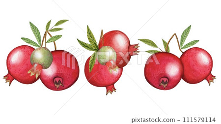 Hand drawn ripe pomegranates, watercolor illustration Hand drawn ripe pomegranates, watercolor illustration 111579114
