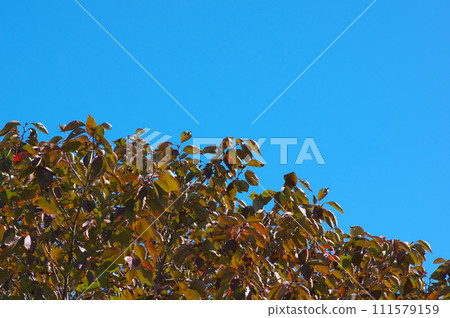 Blue sky and autumn cherry blossoms Blue sky and autumn cherry blossoms 111579159