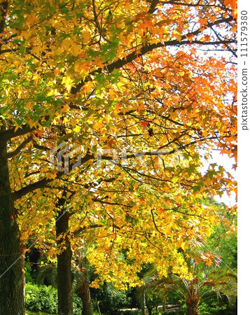 Autumn leaves autumn park 111579380