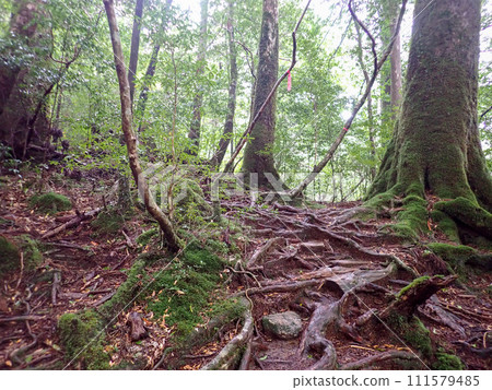 屋久島屋久杉樂園立中岳 111579485