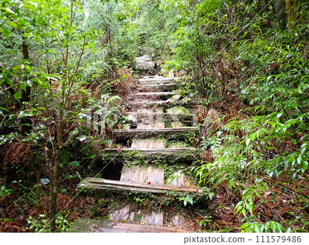 屋久島屋久杉樂園立中岳 111579486
