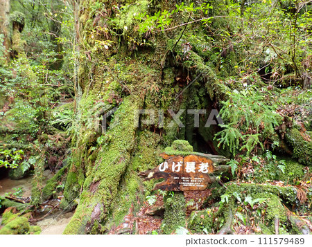 Mt. Tachudake in Yakusugi Land, Yakushima Mt. Tachudake in Yakusugi Land, Yakushima 111579489