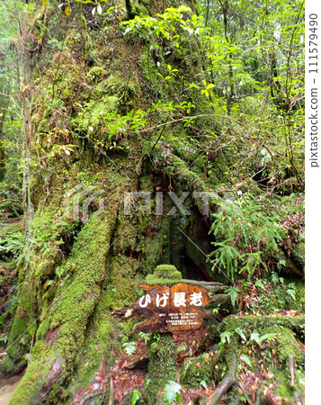 Mt. Tachudake in Yakusugi Land, Yakushima 111579490